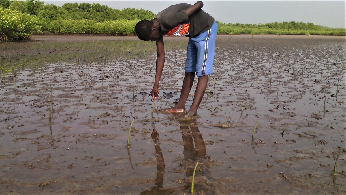 newhumanitarian's tweet photo. Once mangroves disappear, livelihood opportunities dwindle. But, is a major restoration programme in Senegal primarily an "ocean grab"? https://t.co/r3yhgJ3sZW https://t.co/I1RIb58YVm