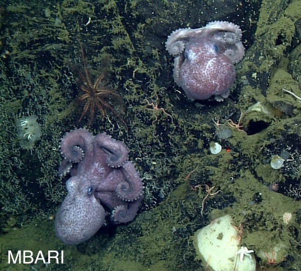 MBARI_News's tweet photo. RT @MBNMS: Scientists from @MBARI_News and #MBNMS are exploring Sur Ridge this week, an undersea mountain with incredible deep-sea coral and sponge communities. Follow this expedition with our daily updates for the latest findings! (Photo: MBARI) https://t.co/FdBvK8EtGH