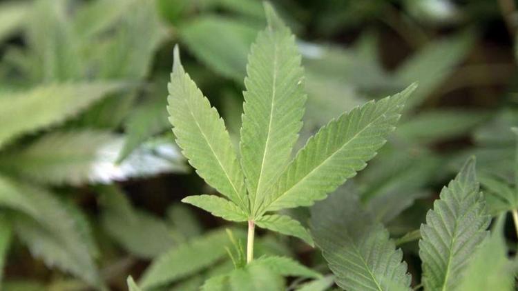 Ahm_News's tweet photo. .@cityoflaurel is one step closer to having its first medical marijuana dispensary opening on Baltimore Avenue, one of two dispensaries permitted in state legislative District 21.
https://t.co/TZ60FZZnbb https://t.co/lzYoCy36g5
