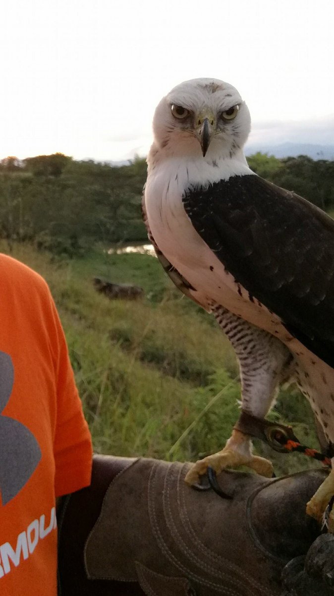 Fada_Crarsi's tweet image. Our baby Felix is flying like a champ! #ornatehawkeagle #spizaetus #spizaetusornatus #falconry #falconer #cetrero #cetreria #fada #crarsi #colombia #birding