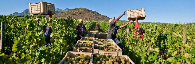 Technicom_Fr's tweet photo. Petite #vendange annoncée en #Afrique du Sud
https://t.co/GDyxDe4MXE https://t.co/fJVqJreMFA