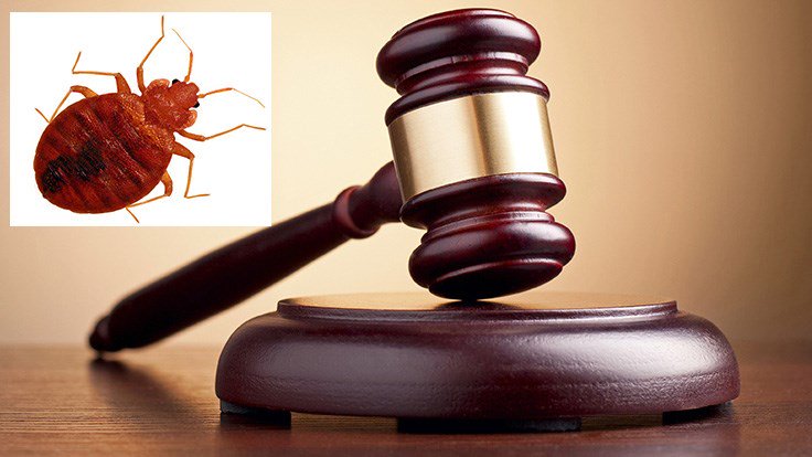 PCTMagazine's tweet image. Apartment complex loses $3.5 million bed bug lawsuit, LA Times reports: ow.ly/MwQg30hiXHF
