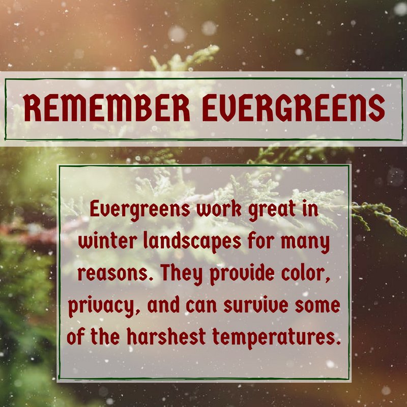 Evergreen trees keep their green, full-bodied foliage all year. This makes them the perfect vegetation for enhancing your landscape in the colder months.