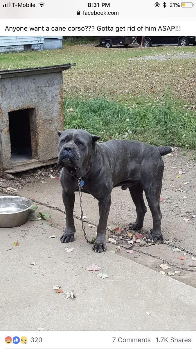 _katehowe's tweet photo. People like this make me sick. No good reason except he’s “too big”. Did you research the breed or did you just expect him to stay a puppy forever? You don’t want him to be euthanized at a shelter but can’t keep him until you find a suitable home? DOGS DON’T DESERVE THIS https://t.co/DqUCElyu4G