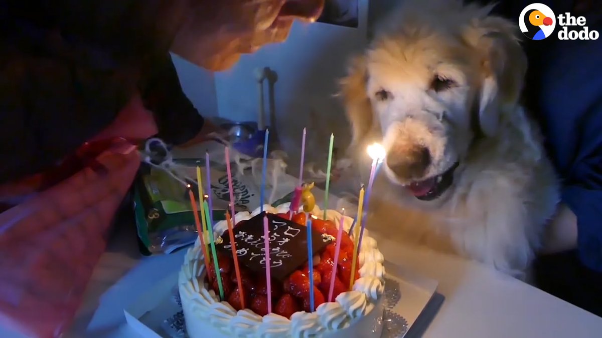 JankeSteven's tweet photo. ICYMI today is @MushKat birthday we are hoping that her next year goes to the dogs as well. #EnjoytheCake https://t.co/2FmzA5ZiF6