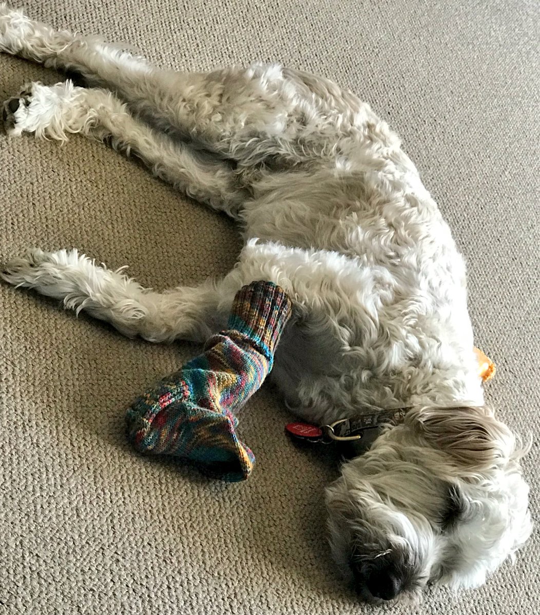 sirdigbydog's tweet photo. We’re tired so just going to nap here for a bit #bestoffriends #sockbuddies #nzsecretsanta https://t.co/lm3wuN1wbY