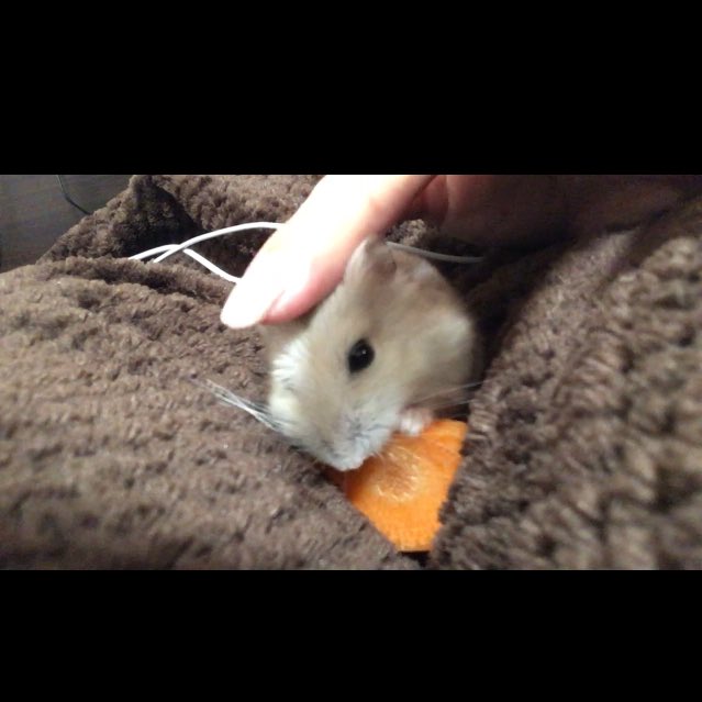 mk_cyk's tweet photo. 無防備なねずみ🥕

これからも元気でいてね☺️ https://t.co/IS5m4RA9NL