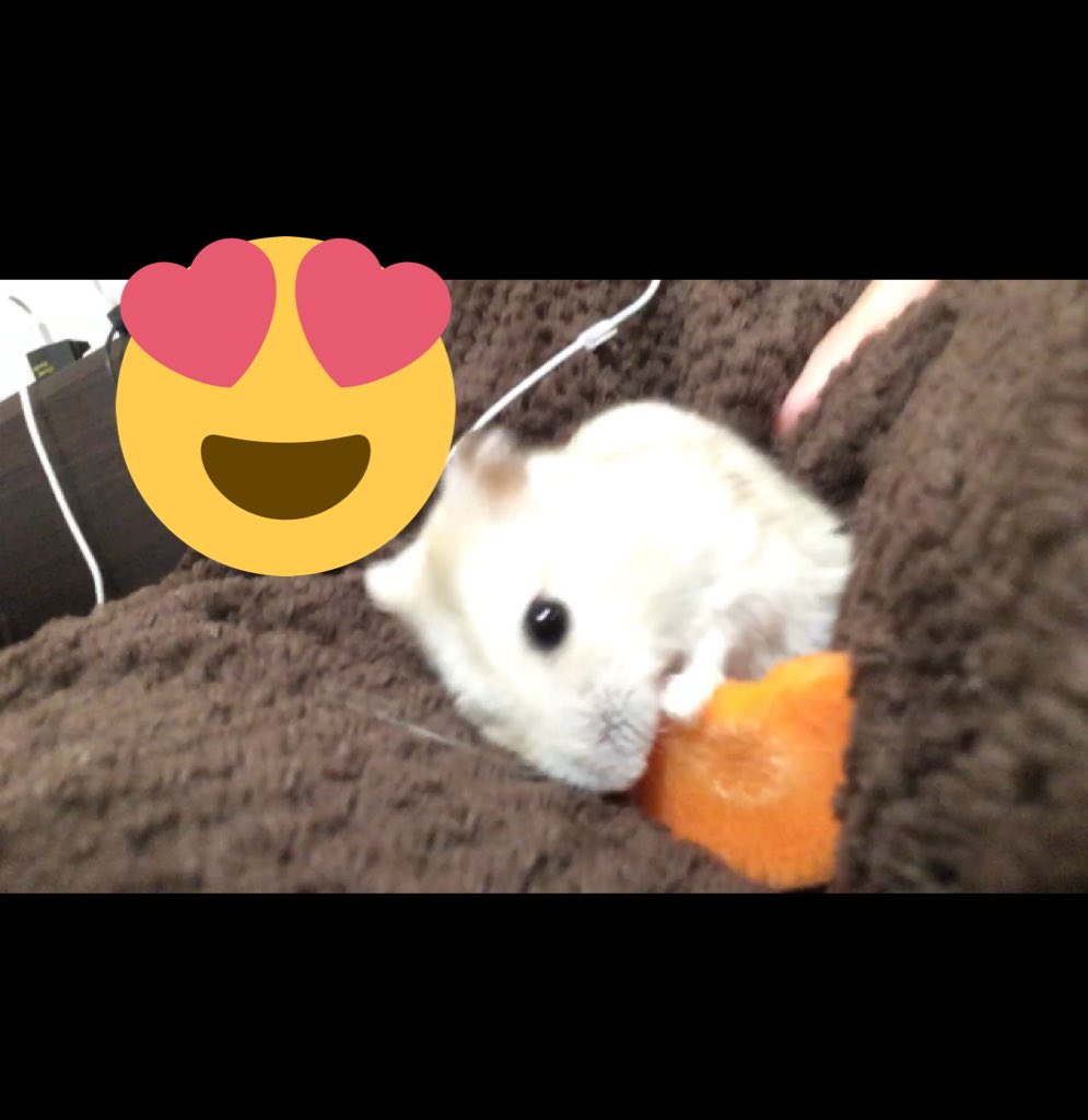 mk_cyk's tweet photo. 無防備なねずみ🥕

これからも元気でいてね☺️ https://t.co/IS5m4RA9NL