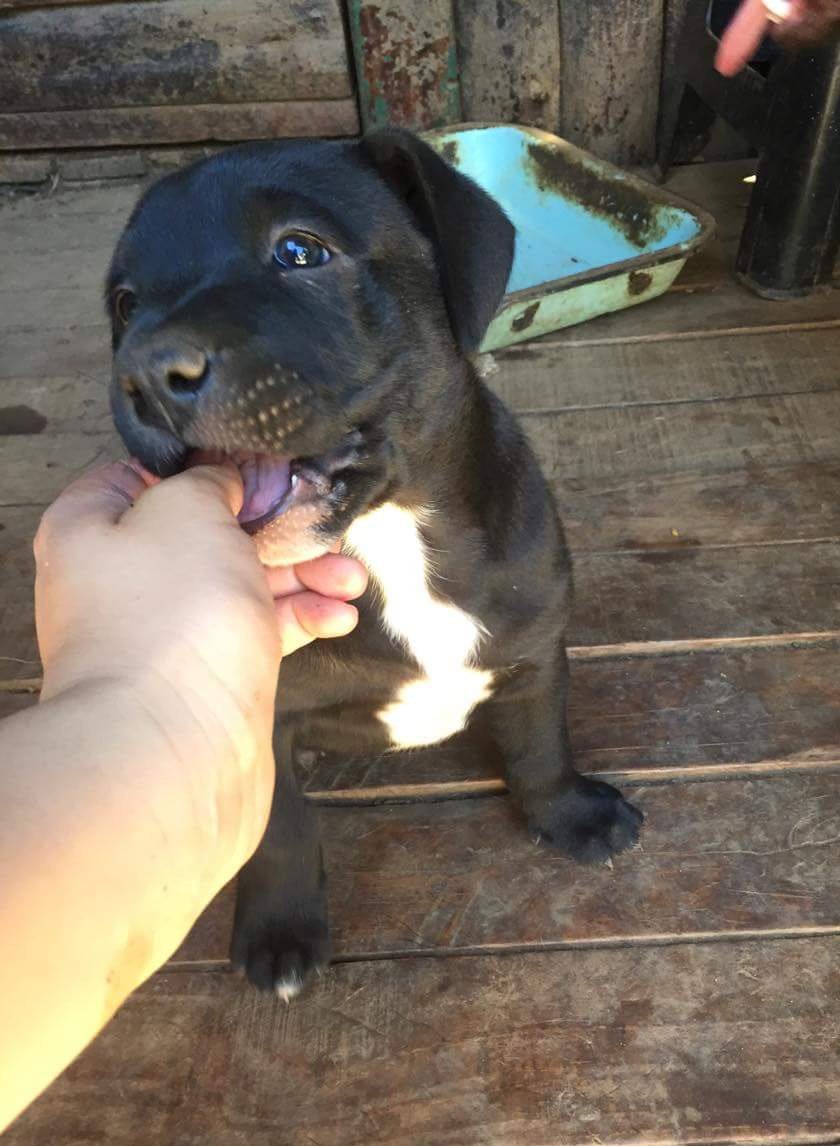 AnimalParaiso's tweet photo. Cachorritos muy regalones y juguetones en adopción para Valparaíso, Viña o comunas cercanas. Son hijos de labradora. 

Contacto al teléfono o WhatsApp +56987832115. https://t.co/1grcq27vtG