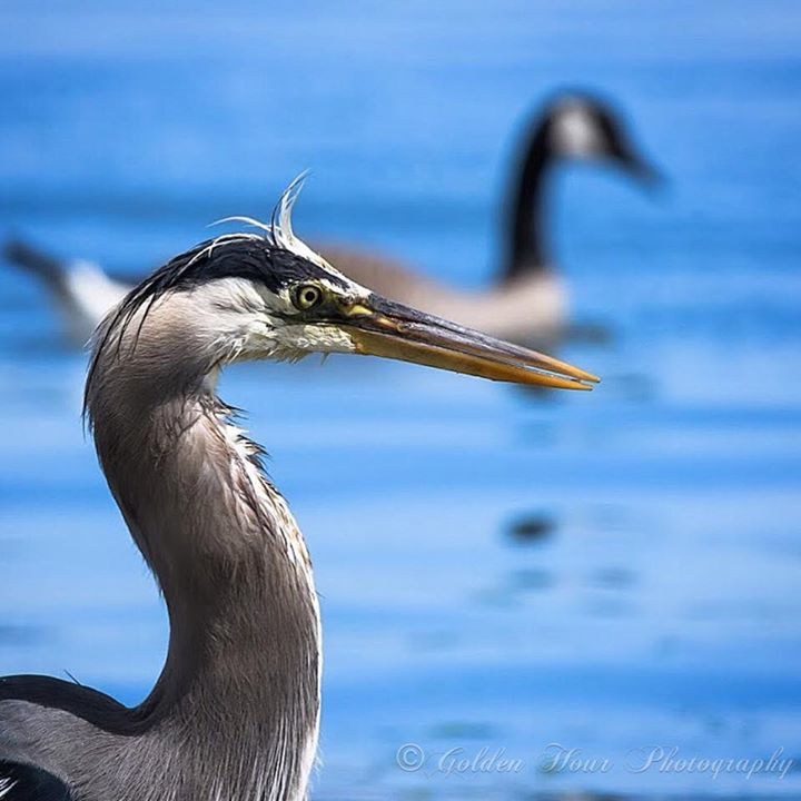 GoldenHourPics's tweet photo. Birds of a feather? 🤷‍♀️🦆
.
.
.

#yyj #westcoast #naturephotography #nature #naturepics #photography #igphotographers #goldenhour #bc #westcoastbestcoast #pictures #art #natureart #VancouverIsland #wildlife #wildlifephotography  #naturegeography  #sharecanada #parkscanad… https://t.co/N3db4bWXSE