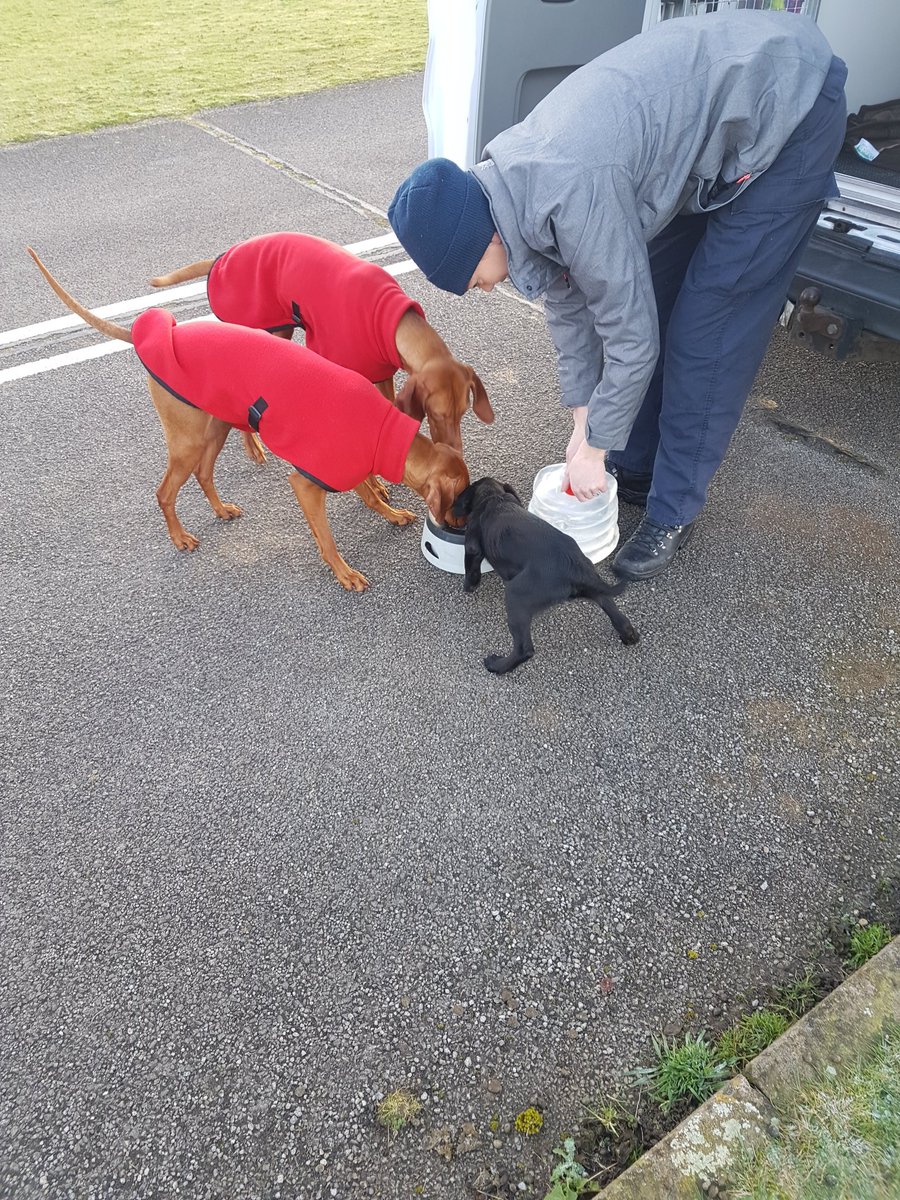Andyball3020's tweet photo. Great weekend training on the rubble in Lincolnshire with Brook &amp; Minnie.....Amongst a wealth of experience and great dog teams.
@LindsaySielski https://t.co/sNN7WgBFLZ