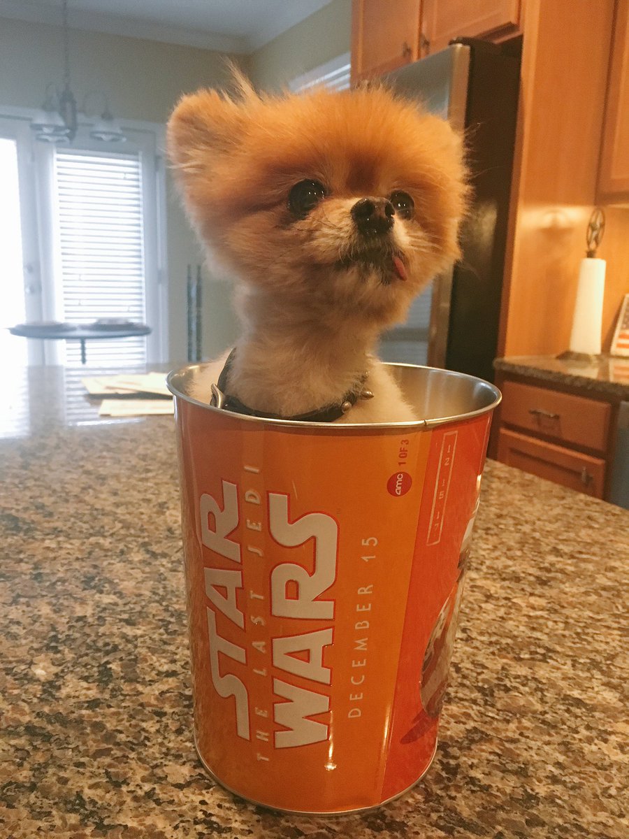 CodyRhodes's tweet photo. Through the snowstorm, the ATL power outage, and multiple airplanes...I finally got the Porg popcorn bucket home, only to see Colby Jack do this https://t.co/Djng0qrIH5