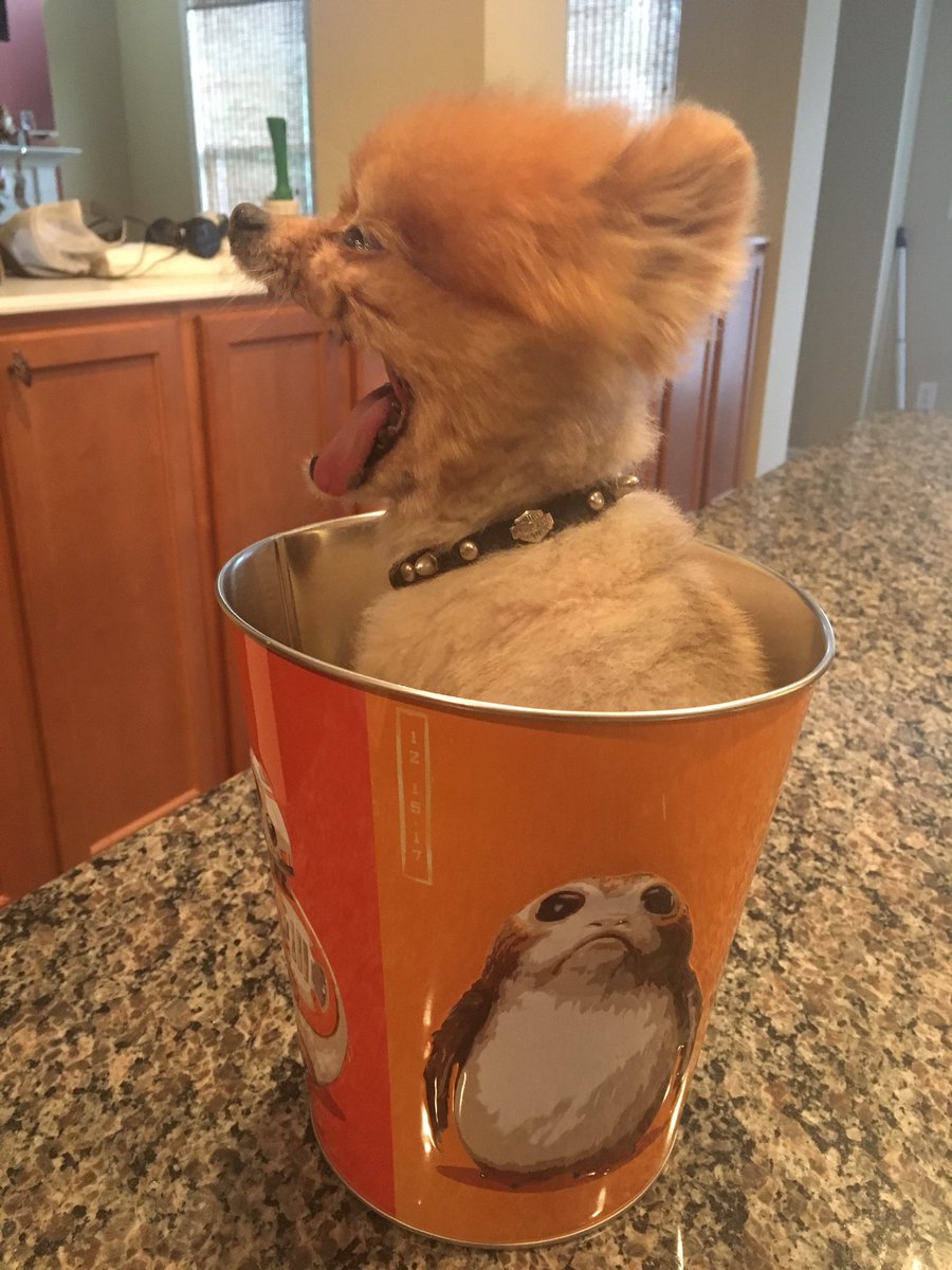 CodyRhodes's tweet photo. Through the snowstorm, the ATL power outage, and multiple airplanes...I finally got the Porg popcorn bucket home, only to see Colby Jack do this https://t.co/Djng0qrIH5