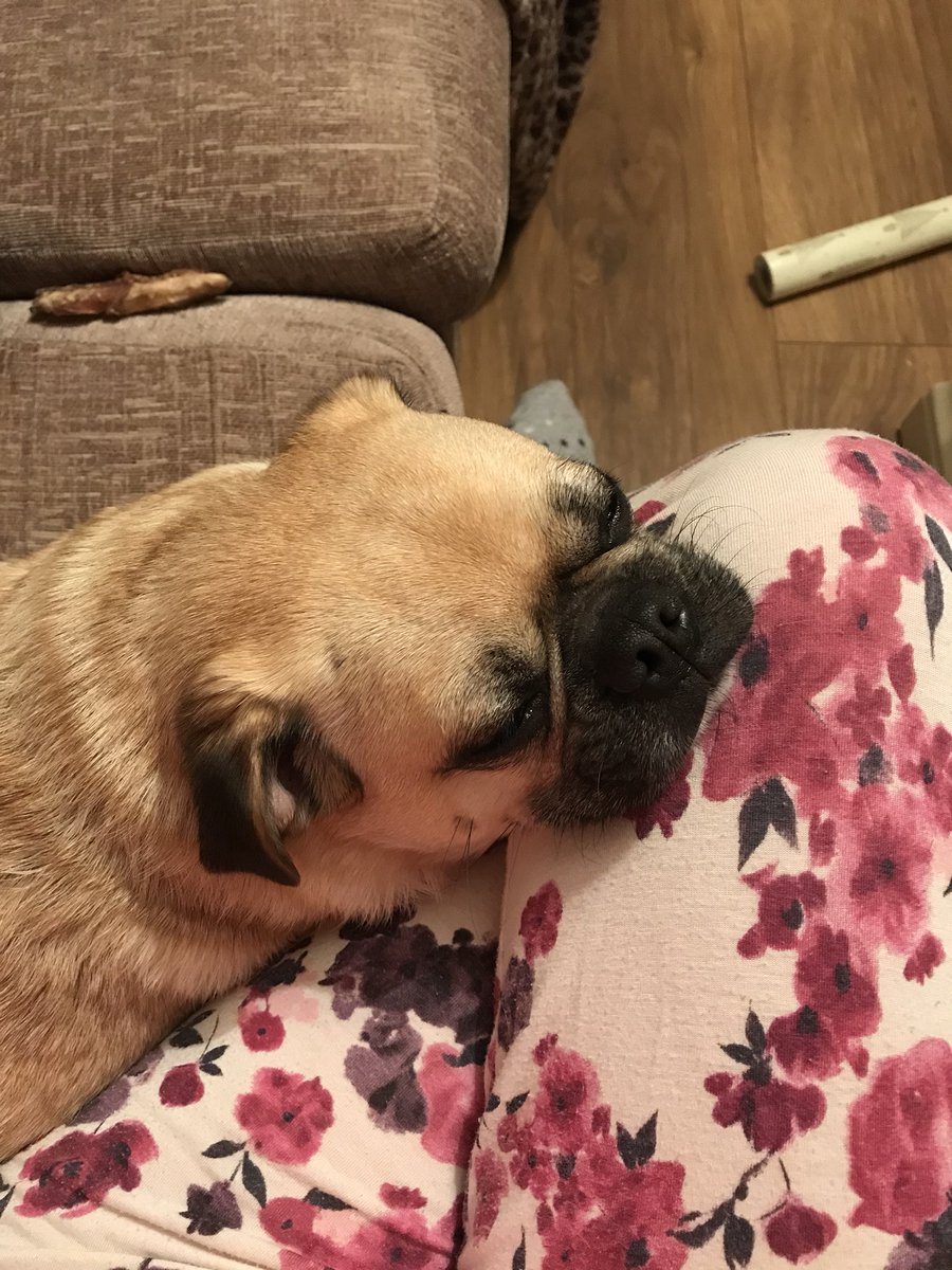 ohthatpooch's tweet photo. Very unimpressed with wrapping night and festive wine....... given up barking at them now... #pugpresent #attention #pugproblems https://t.co/24ghpwljMS