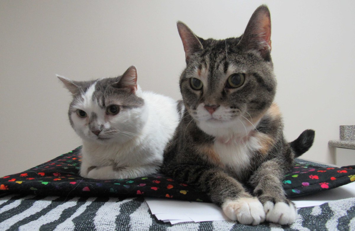 Adopteez Pets of the Week: Gingerbread and Missy ow.ly/vKcf30hj3jP