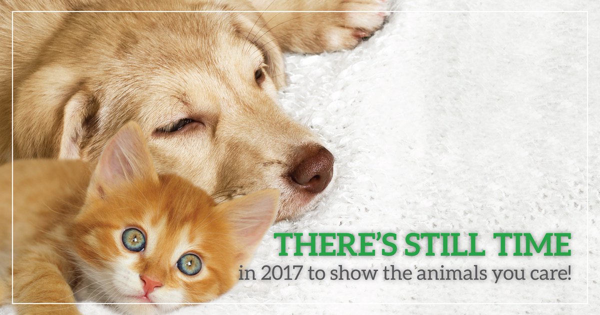 There's still time in 2017 to show the #animals you care! Please remember the #shelterpets of #Homeward this holiday season with your charitable giving intentions. Happy Pawlidays from all of us at Homeward Animal Shelter! 🐈🎄🐶 homewardonline-org.presencehost.net/how-to-help/do…