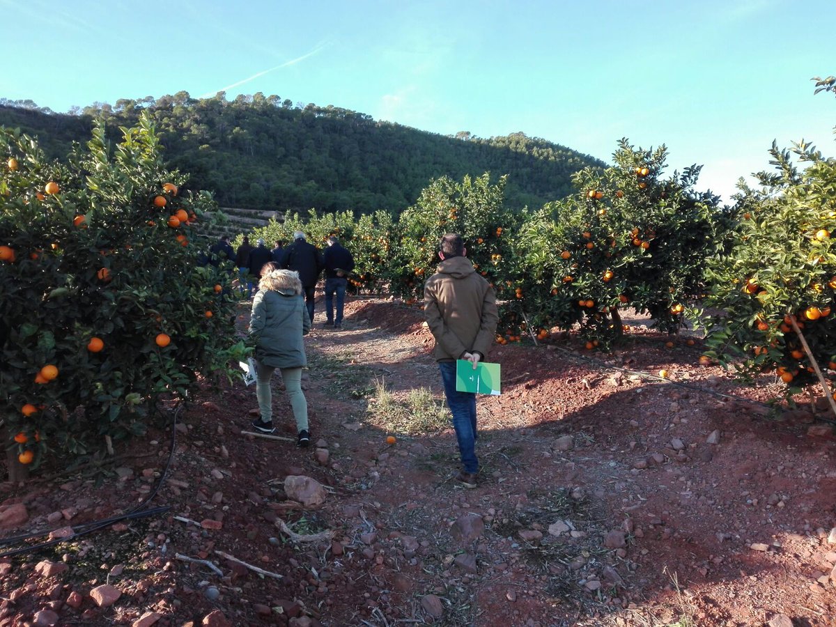 pfernandez1975's tweet photo. Hoy Jornada de Campo @Sipcam_es en citricos en la Comunidad Valenciana sobre correctores de hierro con magníficos resultados vs producto de la competencia y Testigo sin tratamiento #StiloMicroFerrale #FerraleEvo 🍊🍊 https://t.co/0dXAVd4Pt8