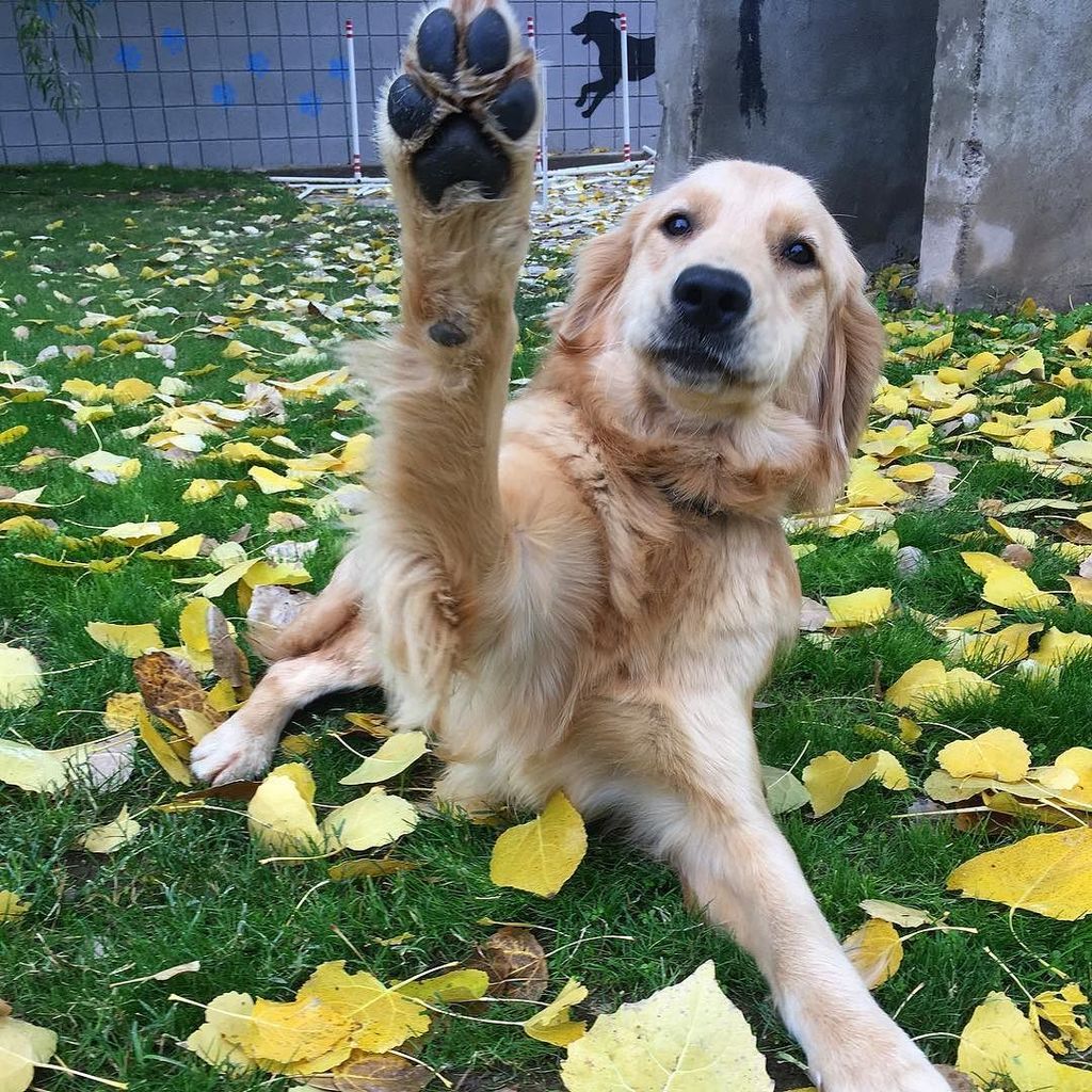 LifeUnleashedK9's tweet photo. Service K9 Willow saying hello to a beautiful Monday! 👋

She’s a warm ray of sun on a dreary day. To meet Willow and friends, or to ask about therapy and service training for your dog, DM or call today! https://t.co/DGuiHS4iEV