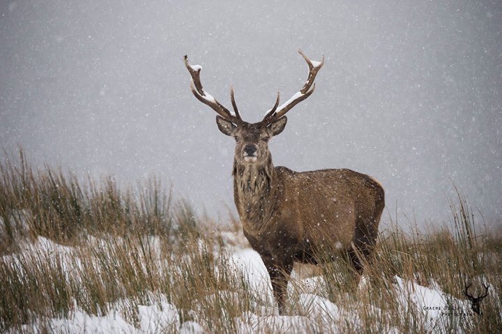 GraemeBoath1's tweet photo. Stag in the snow - just in time for Christmas! #snow #stag #wildlife #photooftheday #wild #scotland https://t.co/T5f1tA1jSo