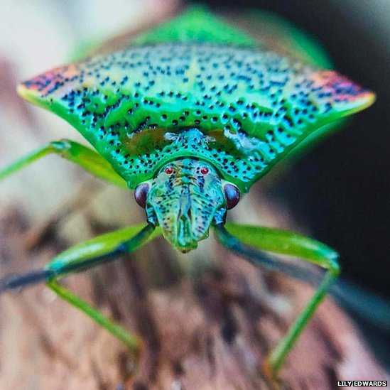Green shield bug