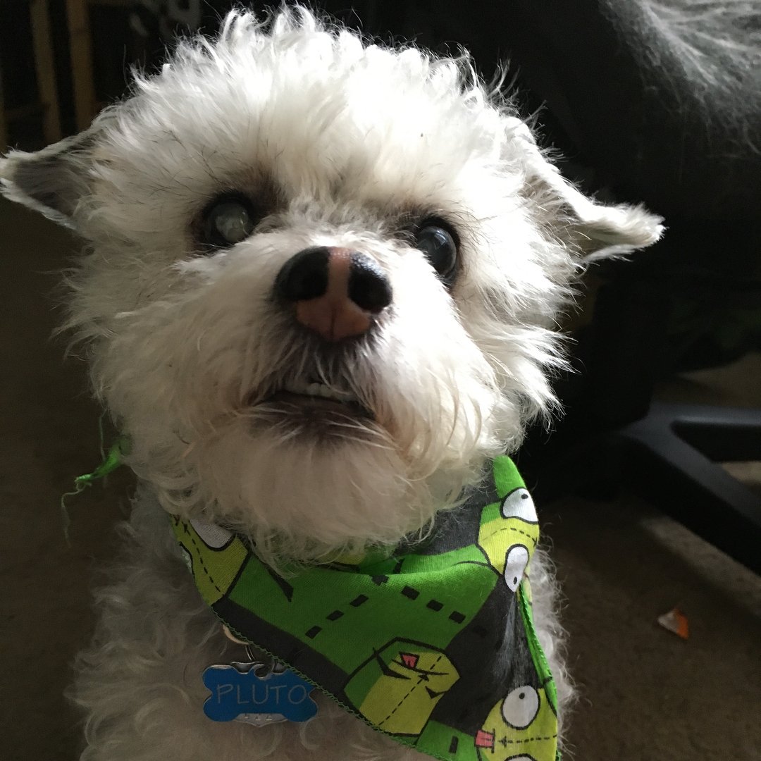 Loot Pets tweet media