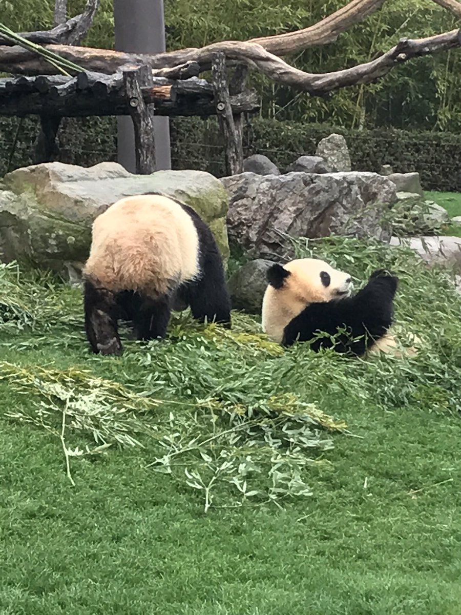こういうのが見たいんでしょ いきますよ 和歌山のアドベンチャーワールドのパンダさんの客寄せパンダっぷりがすごい 全員着ぐるみかも Togetter
