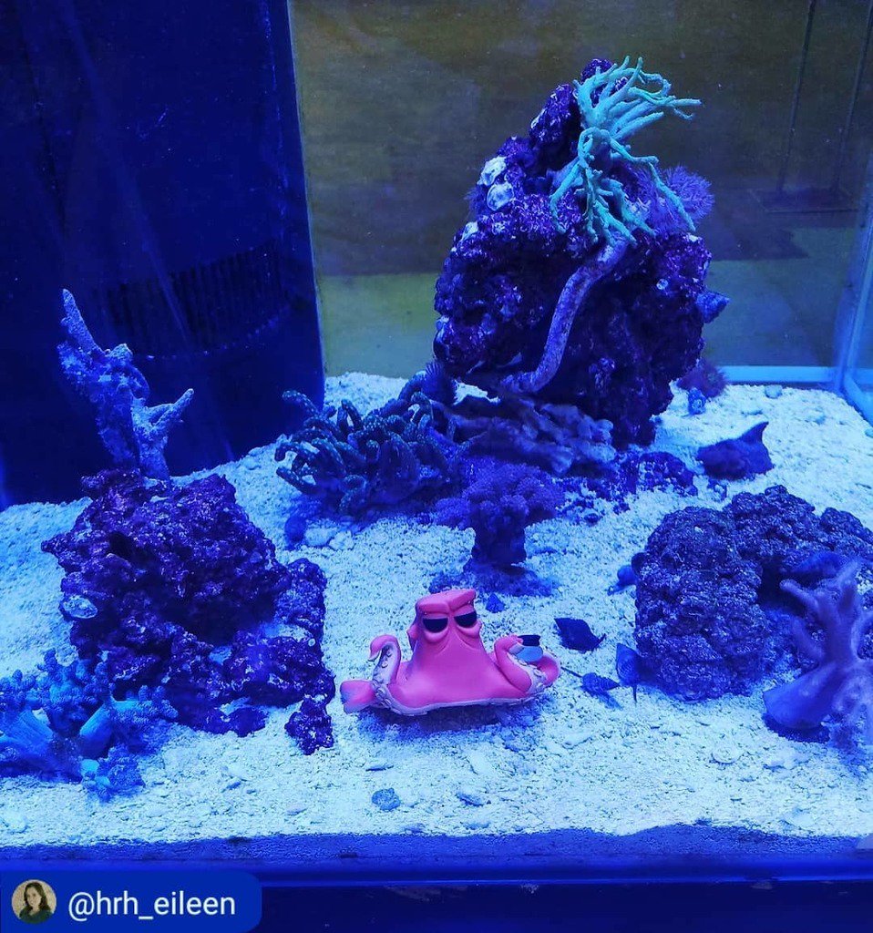 thatpetplace's tweet photo. Most families have an elf on the shelf....but we've got Hank in the Tank!! Have you spotted Hank hanging out in our Fish Room lately? 🐙 #thatpetplace
#thatfishplace #saltwater #aquarist #tanksofinstagram #lancasterpa ・・・ 📷 @hrh_eileen https://t.co/E7LbcenV2O https://t.co/Y0ufRwQXJR