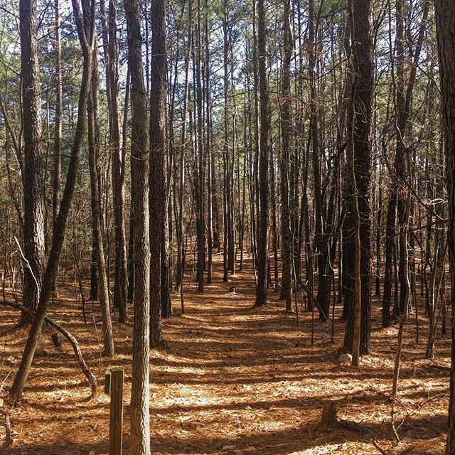 FerrumCollege's tweet photo. Ferrum College Disc Golf Course. Very fun and plenty of trees to hit. Had a blast with @rva_cultkrew @millertrails #ferrumcollege #ferrumva #virginiadiscgolf #discgolf #va #regram : @rva_cultcrew https://t.co/TdZ5nGB4TG
