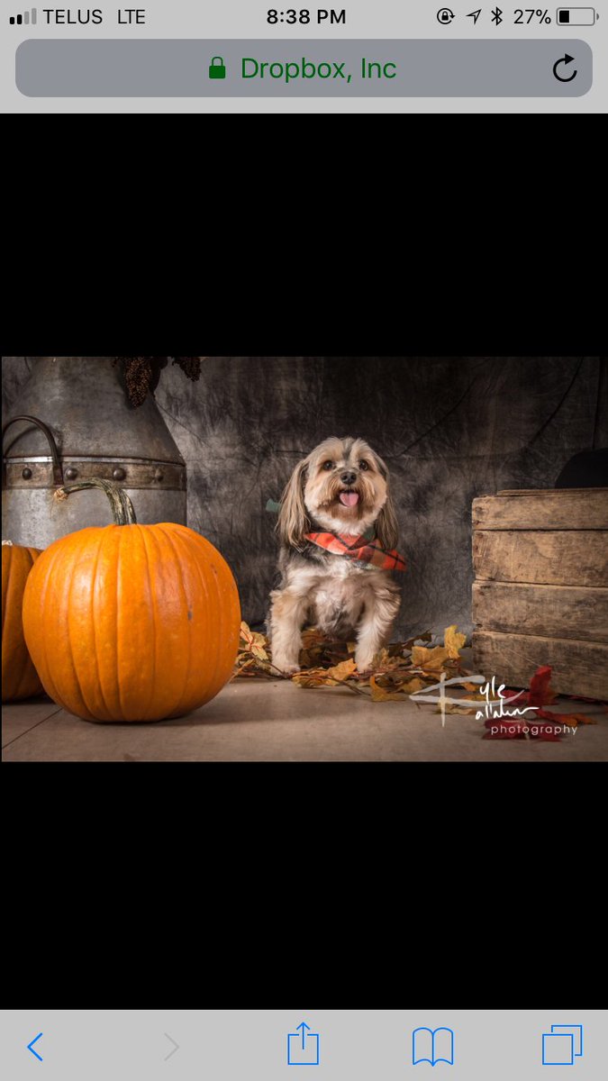 BabyNalawla's tweet photo. If you’re happy and you know it stick your Tongue 👅 out 🐶 #happypuppy #morkie #fall #photoshoot #beaglepaws #pumpkin #puppytweet #smilingdog #dogsoftwitter #dogsofnewfoundland #follow https://t.co/Pw89vdcQbi