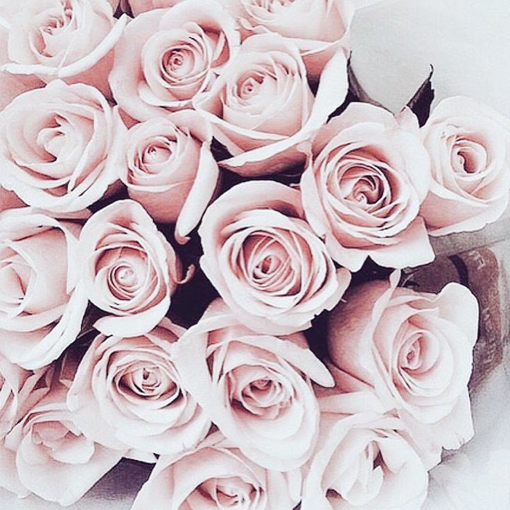 QueenRosyRascal's tweet photo. ┌---•🥀•---┐
    ℬєαυтιfυℓ
              ℛσѕє
└---•🥀•---┘
🥀7+ ʏᴇᴀʀs ᴇxᴘᴇʀɪᴇɴᴄᴇ
🥀ɴᴏɴ-ʟᴇᴡᴅ
🥀ᴏʟᴅᴇʀ ᴀᴍʏ ʀᴏsᴇ
🥀ᴀᴜ
🥀sᴛɪʟʟ ʏᴏᴜʀ ɴᴏʀᴍᴀʟ ᴀᴍʏ ʀᴏsᴇ~ https://t.co/N9gkjpXMRX