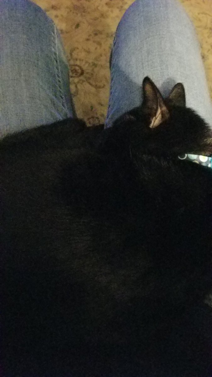 orlowj's tweet photo. When you need to cook dinner and you have a napping cat. #catlifeproblems https://t.co/iWonvbGLtE