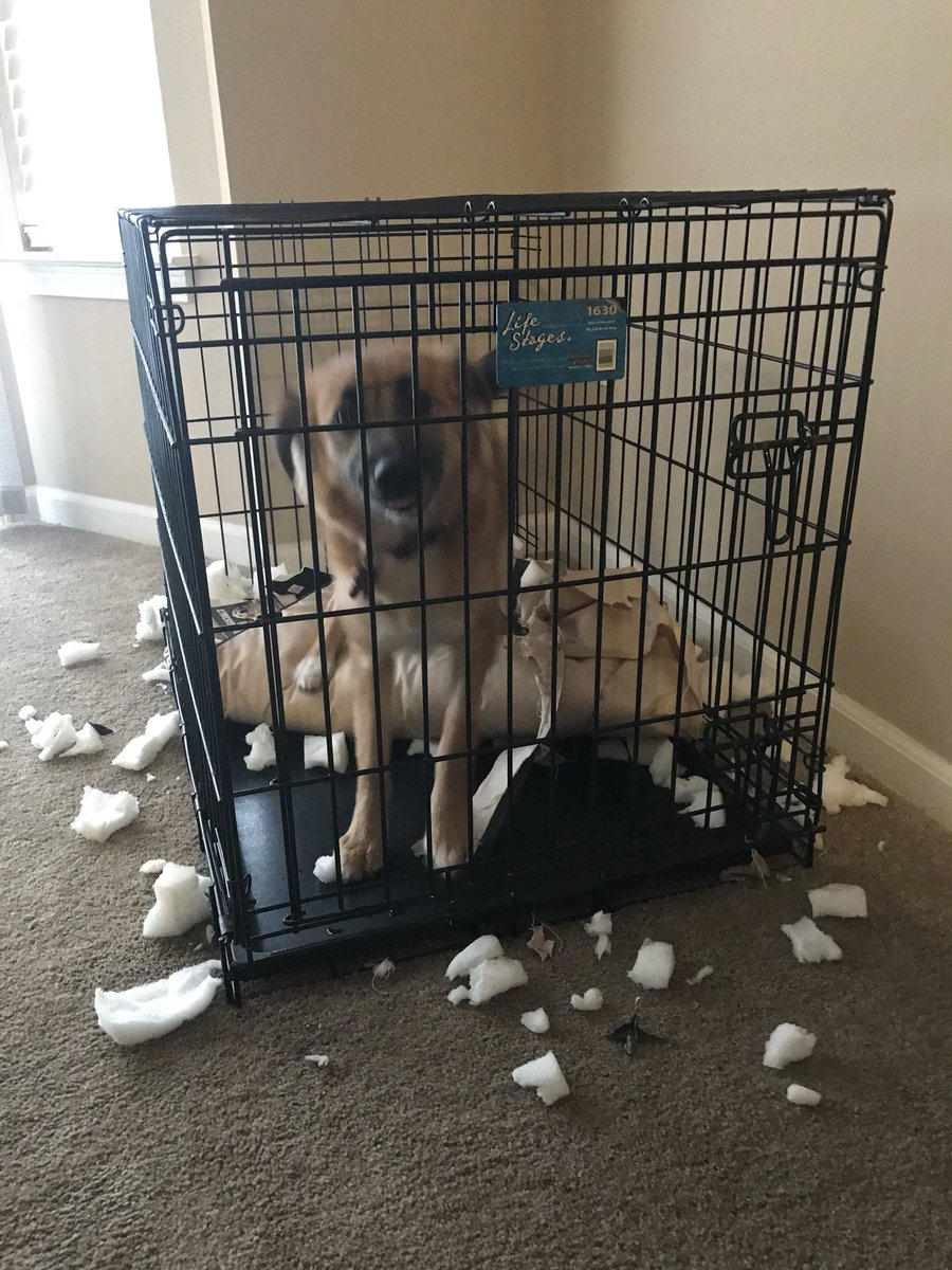 AlPal224's tweet photo. I convinced Garr that we should buy Sadie a crate mat so that she would be comfy when in her crate... well Sadie:1, Al:0 https://t.co/BkW76Wlfc3