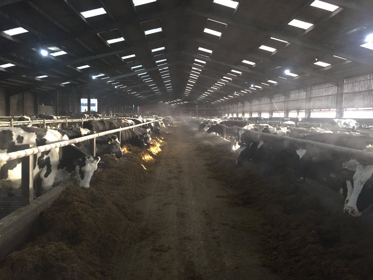 Made windows in Yorkshire boarding a few weeks ago. Great improvement in clean air in shed #healthycows # arn_home