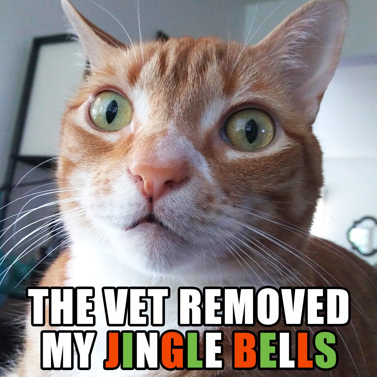 ColeTheBlackCat's tweet photo. Sorry Marm it had to be done! :)
#neuter #spay #troublenuggets #JingleBells https://t.co/4eJp3ZPo5S