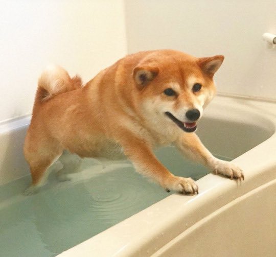 EveryWordDog's tweet photo. skilled dog https://t.co/fpnUo4oL4e