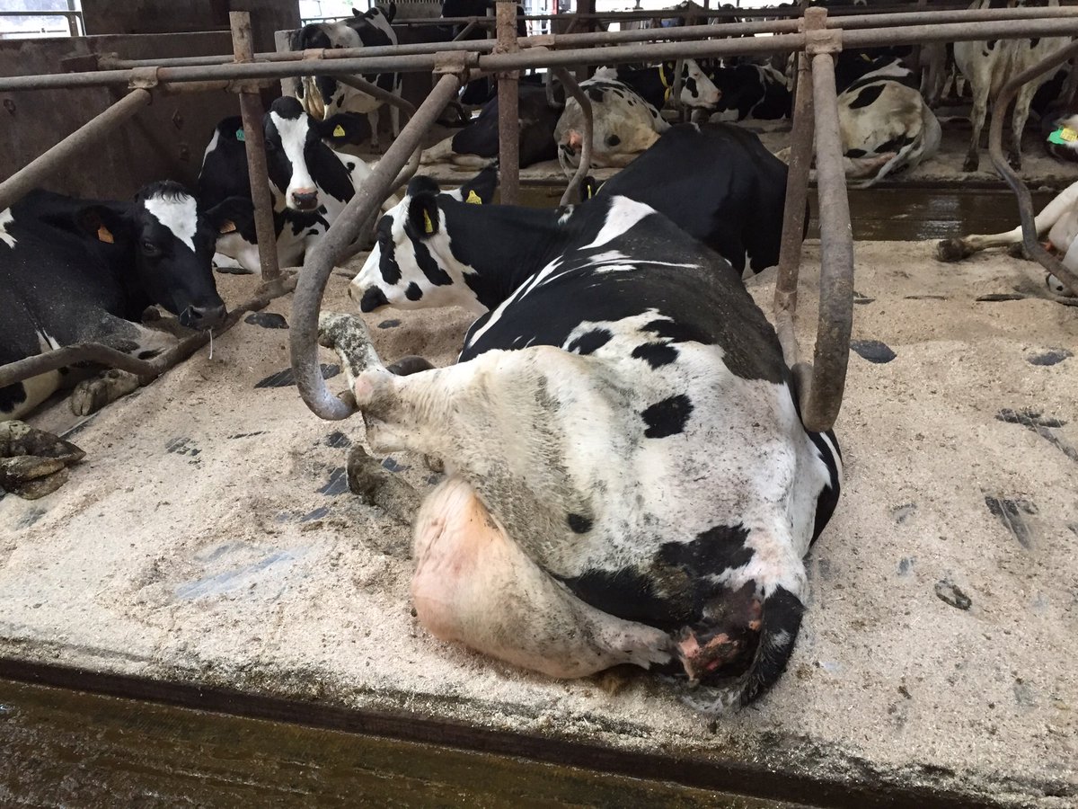“Oy. Who said these were big enough for me”.                     Make sure cubicles are built to the right dimensions for your cows. Don’t use standard sizes.  Comfortable cows make more milk. #healthycows #arn_home