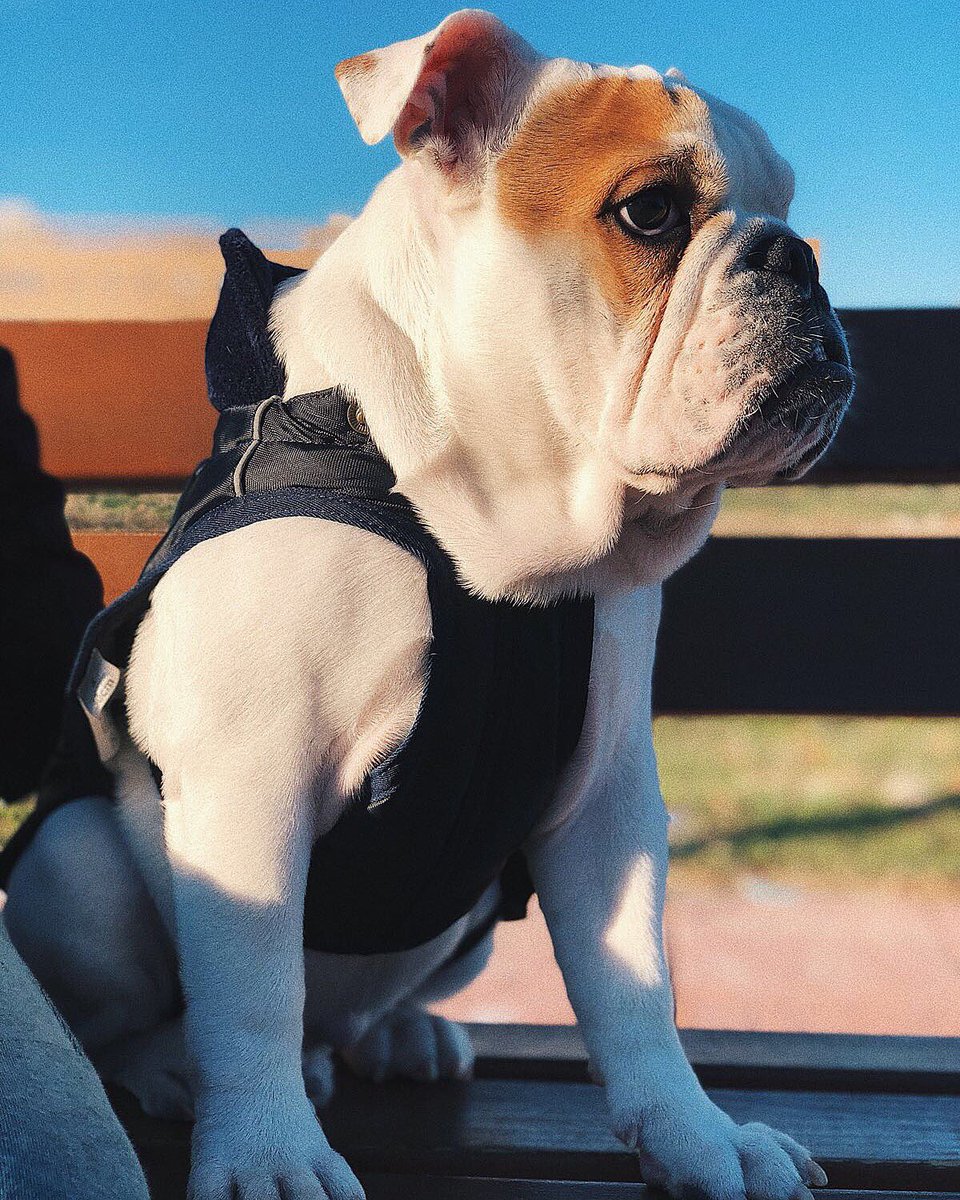 AntonioJSMazuec's tweet photo. Un fiel amigo #Rocco ¡No se puede ser más bonito! https://t.co/FvCKCKVkrO