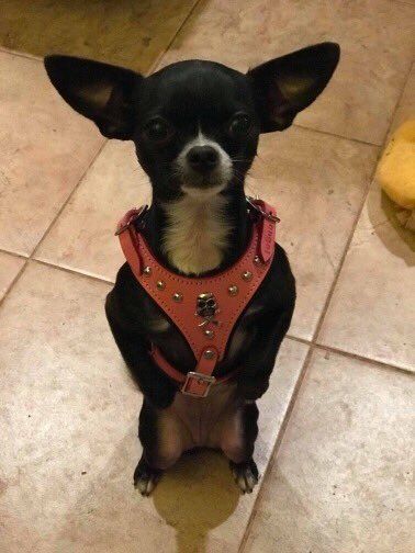 Walladoodle's tweet photo. Little BizZee is too cute in her Beastie Bling! Seriously, we can’t stop staring 💗💗💗 https://t.co/uIVlVtdBo6