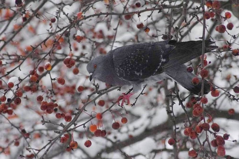 a_london_pigeon's tweet photo. MT @InstaPrague #Prague #snow #Jan2016
📷 ramessestheokay. https://t.co/LDEmfqUOAb