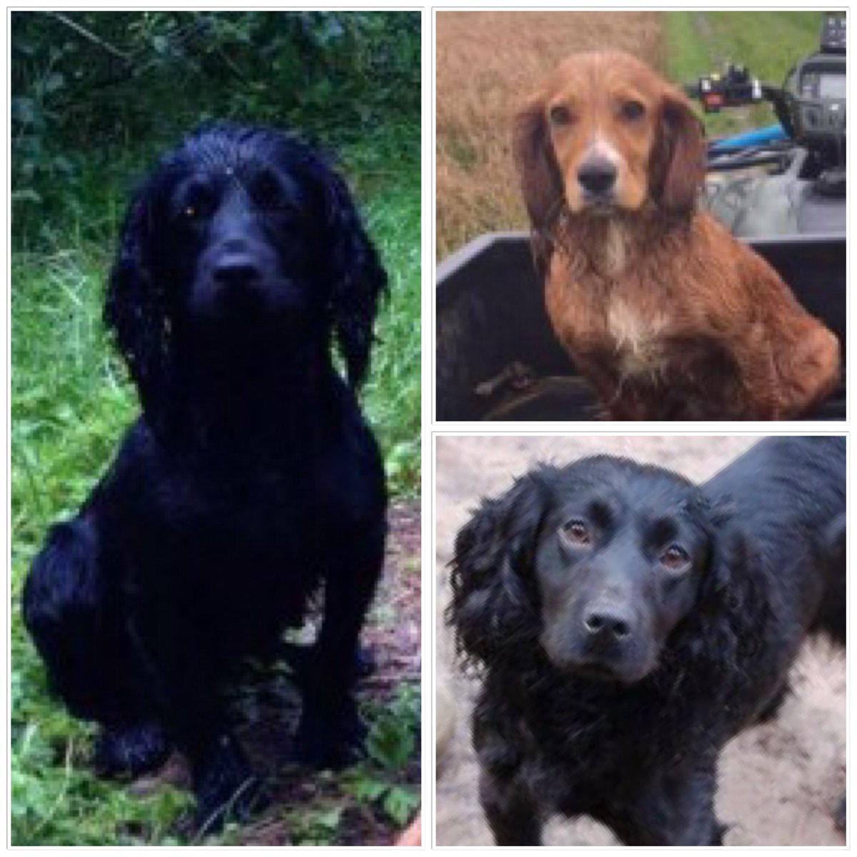 THREE COCKER SPANIELS STOLEN #NorthMolton North #Devon 15.12.17 Another dog was stolen in the same area that night but her body was found the next morning If you have any information CONTACT: 07387077555 or call @DC_Police on 101 doglost.co.uk/dog-blog.php?d…