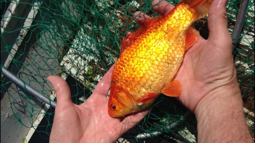 It's not too late! Register now for tomorrow's #invasivefish webinar with BG Govt biologist Russ Bobrowski.#Dontletitloose bcinvasives.ca/resources/webi…