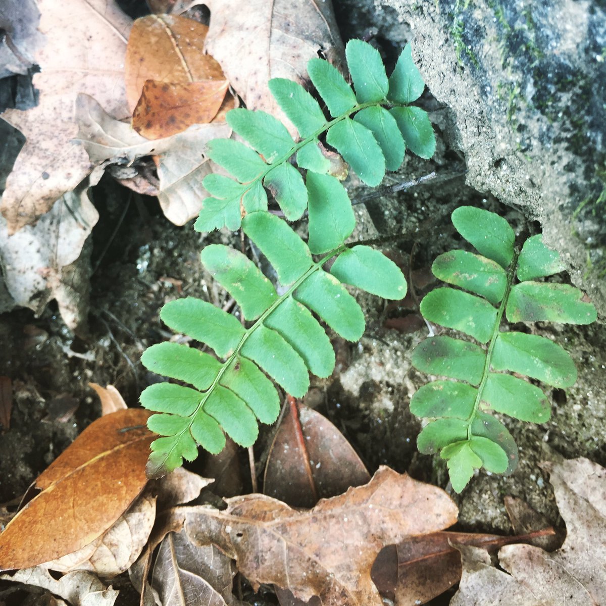 GNPSociety's tweet image. Christmas fern (Polystichum acrostichoides) as a youngster, nestled in the woodland. #nativeplants #georgianative #nativefern