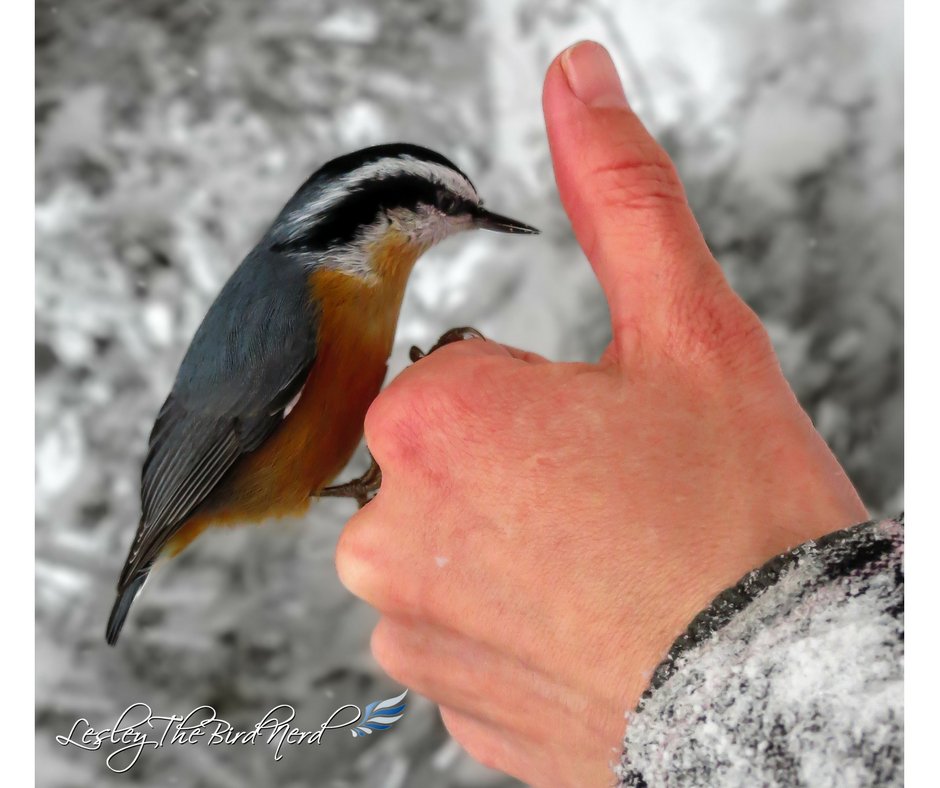 TheBirdsNerd's tweet photo. Hatch gets a certified thumbs up from me 🙃🤣🙂💕
#birding #naturelovers #birds https://t.co/HXWtQqRh50