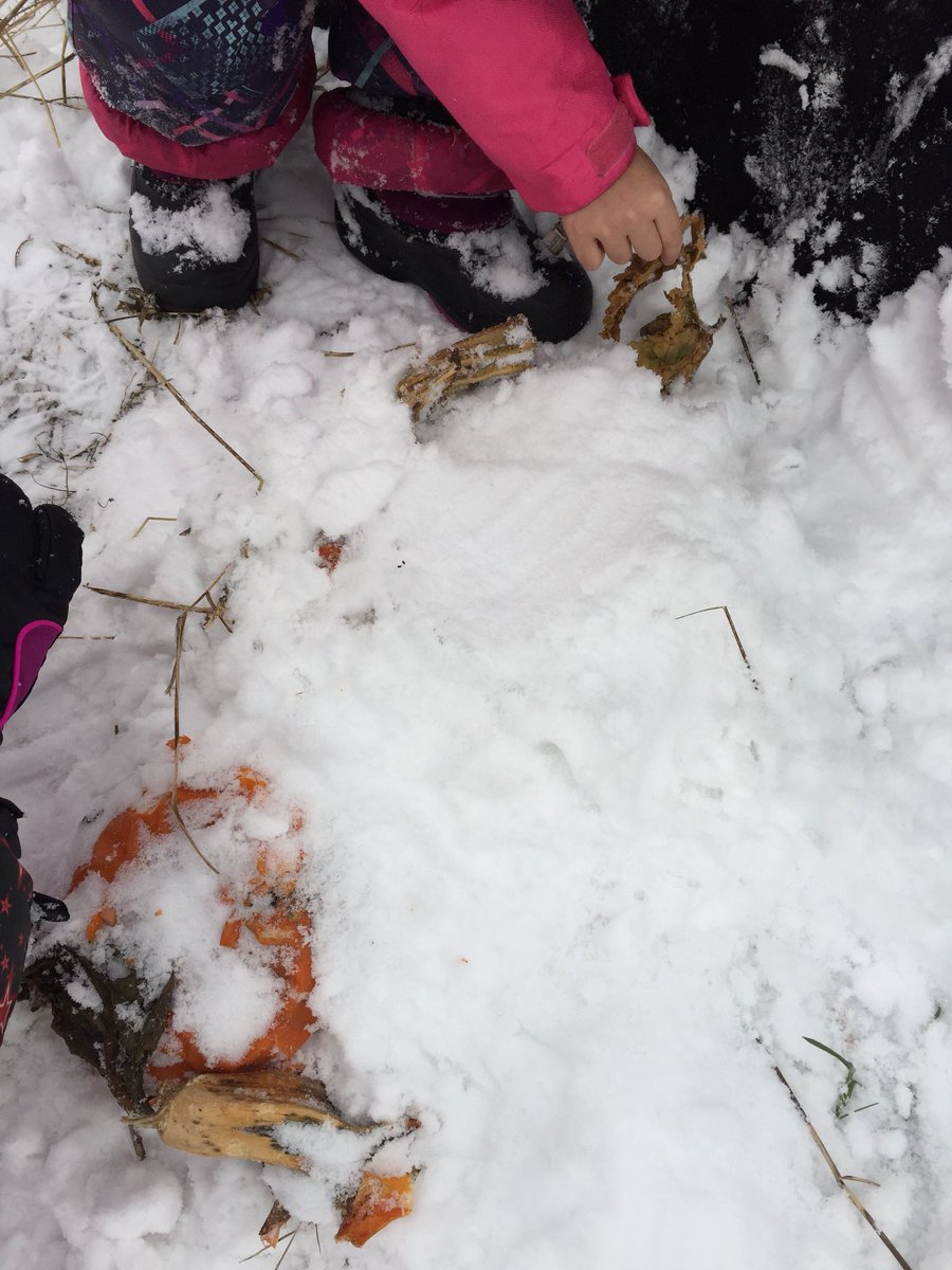 littlebigwonder's tweet photo. Meanwhile another group spent much of the time creating a blanket for Pumpkin Jack as he begins to get older and older and sleep for the winter. #grade1 #inspirelearningoutside #pumpkininquiry https://t.co/j3ZnpqnkAX