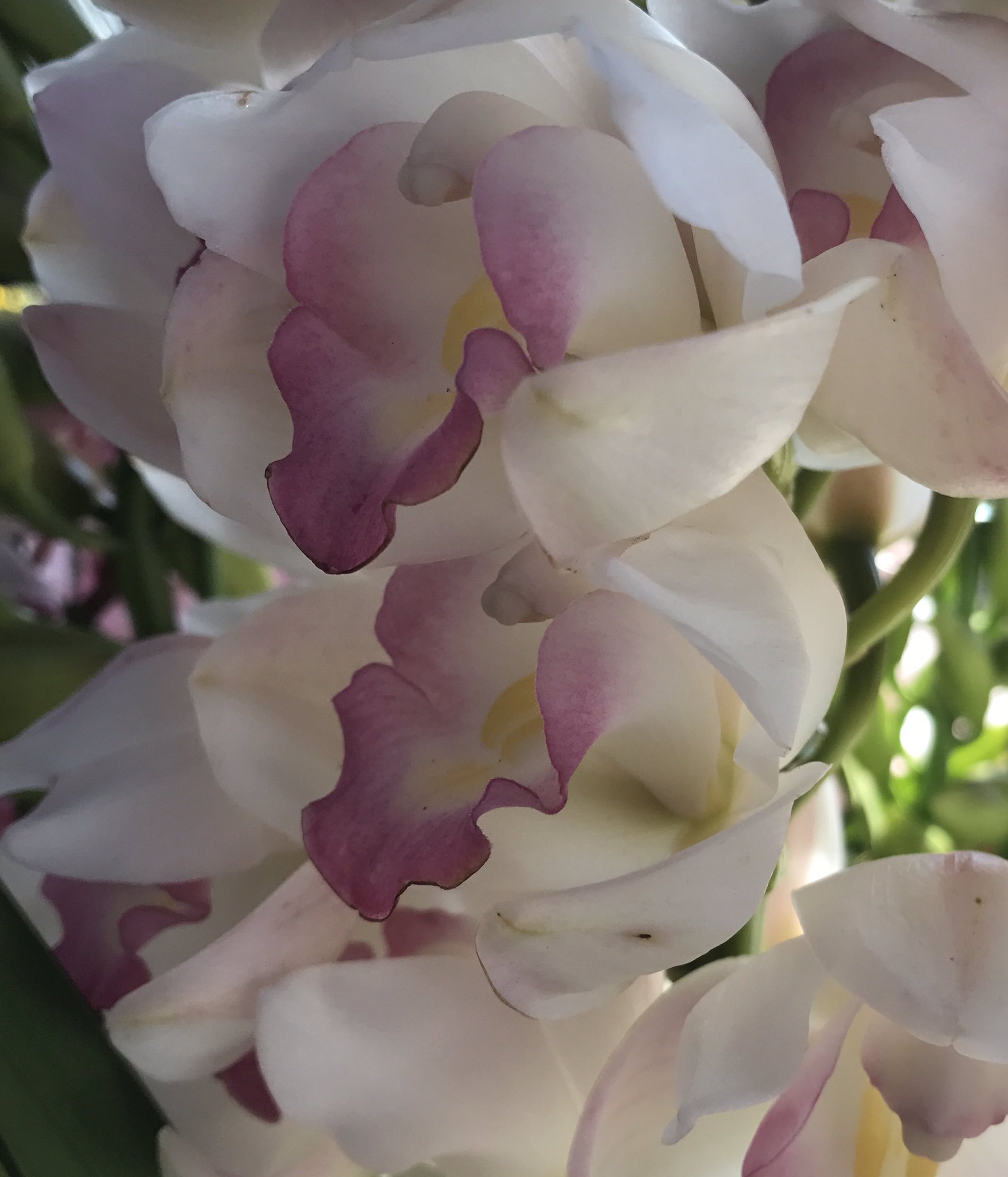 טוויטר 花ひばち 優しい繋がりに感謝 בטוויטר 皆さん お早うございます シンビジウム 洋ランの中では胡蝶蘭と並んでポピュラーな花です 冬から春に掛けて鉢花として多くの人に親しまれています 立派な姿の大型種から場所を取らない小型種まで種類が豊富です טוויטר 花ひばち 優しい繋がりに感謝 בטוויטר 皆さん お早うございます シンビジウム 洋ランの中では胡蝶蘭と並んでポピュラーな花です 冬から春に掛けて鉢花として多くの人に親しまれています 立派な姿の大型種から場所を取らない小型種まで種類が豊富です