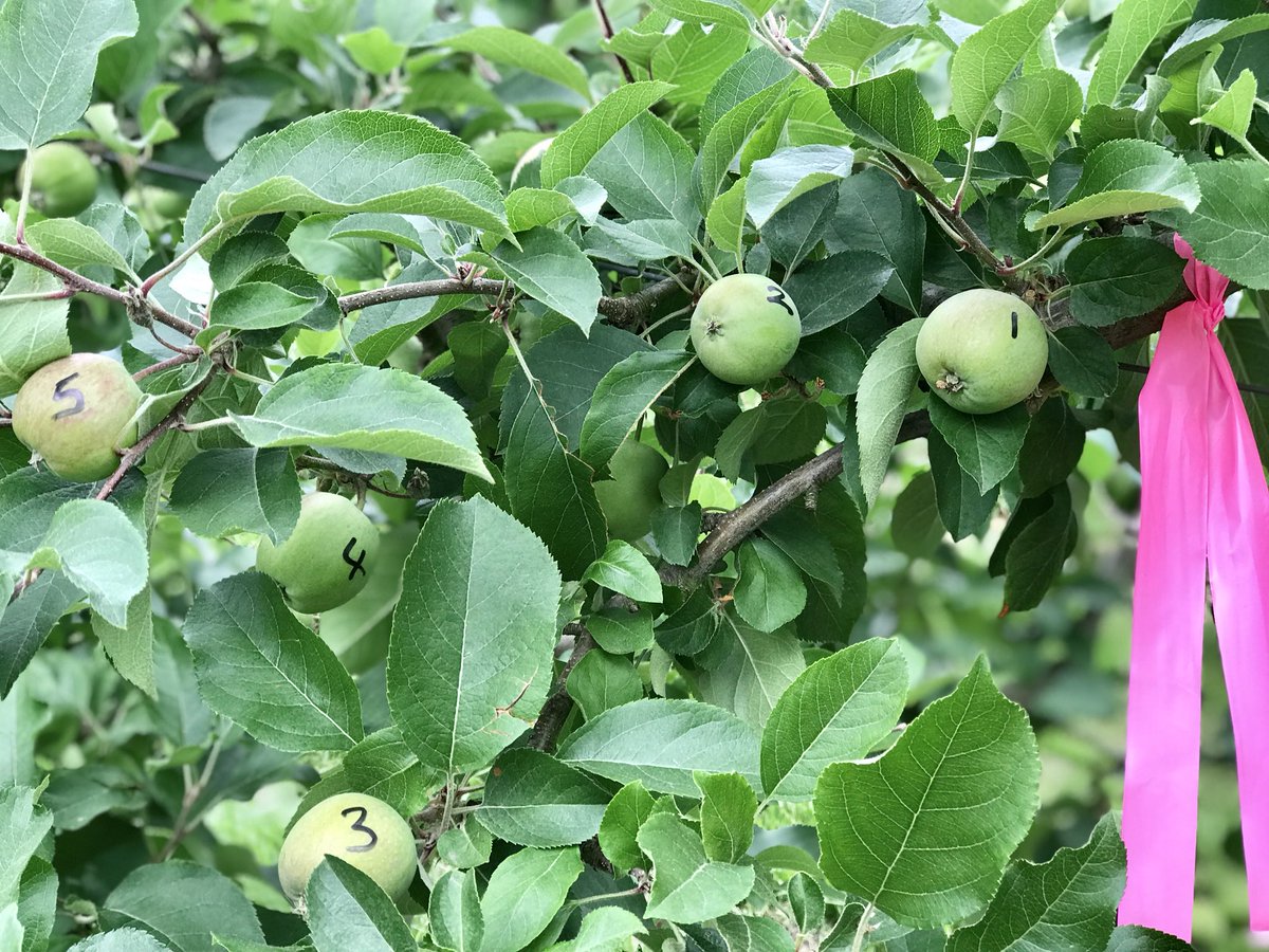PearCons tweet picture