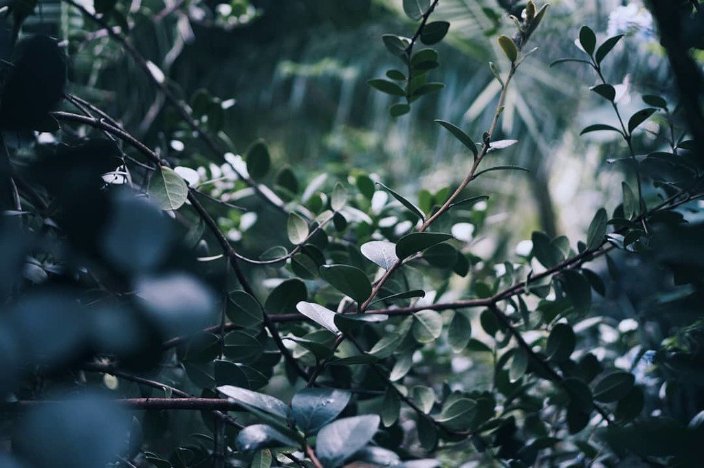 ☘️ GREEN MOOD ☘️
Petit souvenir visuel du jardin botanique d'Amsterdam @hortusamsterdam, une pure merveille. 
Et cette sensation dans la serre aux palmiers, d'être écrasée par la moiteur tropicale... 😌🌴
.
.
.
.
#amsterdam #hortusbotanicus #iamste… ift.tt/2CCbv8s