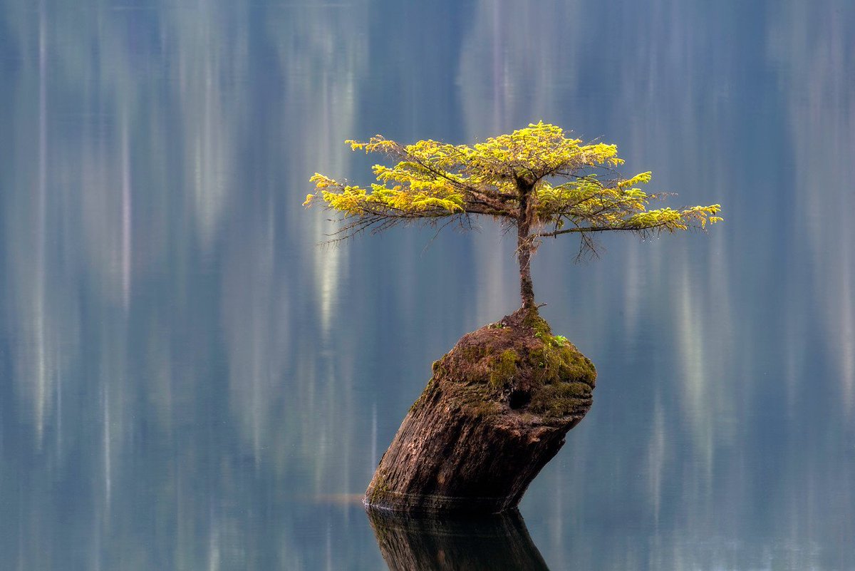 "If you are always trying to be normal you will never know how amazing you can be." —<a href="/DrMayaAngelou/">Maya Angelou</a> #inspiration

#DaringGreatly <a href="/BreneBrown/">Brené Brown</a> 
#carpediem #beyourself #radicaltransformation

Photo credit Cody WIlson