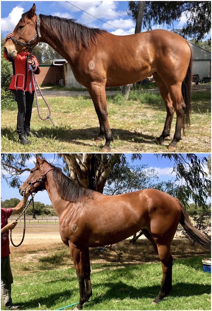 A very smart filly by the name of CHISANO to debut for JP TAYLOR tomorrow in Race 1. She looks a very speedy type and one who it may pay to follow

Top photo is from the day she came back into work

Bottom is from today (11 weeks later) 

Thanks <a href="/BrittTaylor12/">Brittany Taylor</a> for the images