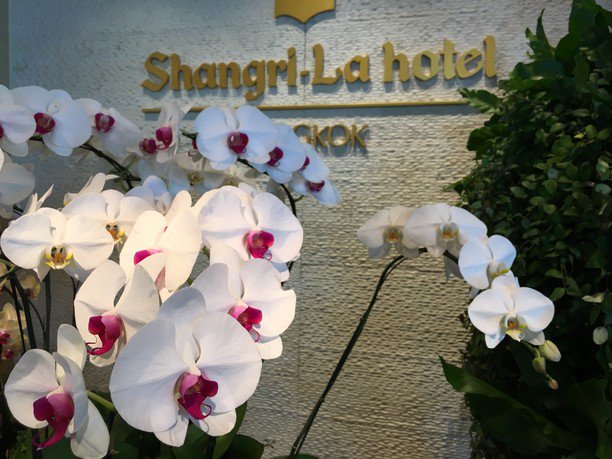 JasonKaras's tweet photo. Peaceful, perfectly located on the river, great pool and service. @ Shangri-La Hotel, Bangkok https://t.co/TDm614rMRS https://t.co/UTu8UsgC6W